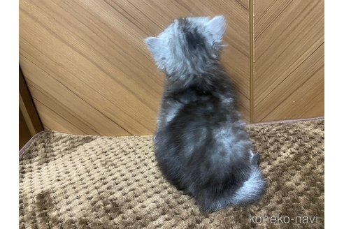 成約済の千葉県のサイベリアン-72553の15枚目
